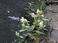 Galeopsis segetum 6, Bleekgele hennepnetel, Saxifraga-Rutger Barendse