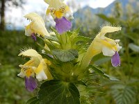 Galeopsis speciosa 13, Dauwnetel, Saxifraga-Ed Stikvoort