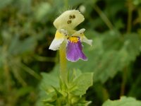 Galeopsis speciosa 14, Dauwnetel, Saxifraga-Ed Stikvoort