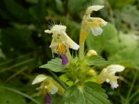 Galeopsis speciosa 16, Dauwnetel, Saxifraga-Ed Stikvoort