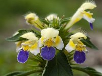 Galeopsis speciosa 18, Dauwnetel, Saxifraga-Luuk Vermeer