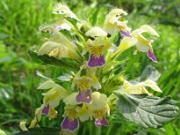 Galeopsis speciosa 2, Dauwnetel, Saxifraga-Rutger Barendse