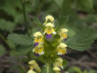 Galeopsis speciosa 9, Dauwnetel, Saxifraga-Jan van der Straaten