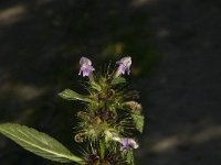 Galeopsis tetrahit 11, Gewone hennepnetel, Saxifraga-Jan van der Straaten