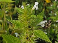 Galeopsis tetrahit 13, Gewone hennepnetel, Saxifraga-Ab H Baas