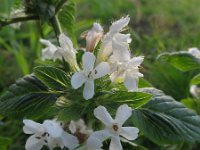 Galeopsis tetrahit 15, Gewone hennepnetel, Saxifraga-Rutger Barendse