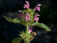 Galeopsis tetrahit 2, Gewone hennepnetel, Saxifraga-Jan van der Straaten