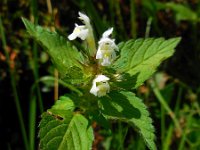 Galeopsis tetrahit 20, Gewone hennepnetel, Saxifraga-Ed Stikvoort