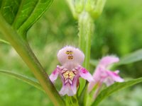 Galeopsis tetrahit 23, Gewone hennepnetel, Saxifraga-Rutger Barendse