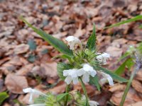 Galeopsis tetrahit 26, Gewone hennepnetel, Saxifraga-Rutger Barendse