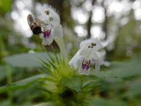 Galeopsis tetrahit 27, Gewone hennepnetel, Saxifraga-Ed Stikvoort