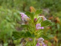 Galeopsis tetrahit 28, Gewone hennepnetel, Saxifraga-Ed Stikvoort