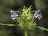 Galeopsis tetrahit 30, Gewone hennepnetel, Saxifraga-Willem van Kruijsbergen