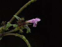 Galeopsis tetrahit 4, Gewone hennepnetel, Saxifraga-Jan van der Straaten