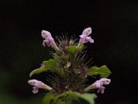 Galeopsis tetrahit 5, Gewone hennepnetel, Saxifraga-Jan van der Straaten