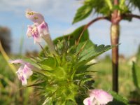 Galeopsis tetrahit 7, Gewone hennepnetel, Saxifraga-Rutger Barendse