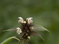 Galeopsis tetrahit 8, Gewone hennepnetel, Saxifraga-Willem van Kruijsbergen