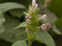 Galeopsis tetrahit 9, Gewone hennepnetel, Saxifraga-Willem van Kruijsbergen