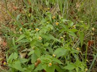 Galinsoga parviflora 12, Kaal knopkruid, Saxifraga-Ed Stikvoort