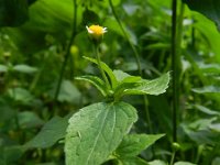 Galinsoga parviflora 4, Kaal knopkruid, Saxifraga-Rutger Barendse