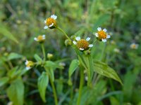 Galinsoga parviflora 5, Kaal knopkruid, Saxifraga-Ed Stikvoort