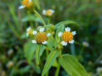 Galinsoga parviflora 6, Kaal knopkruid, Saxifraga-Ed Stikvoort