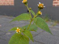 Galinsoga parviflora 9, Kaal knopkruid, Saxifraga-Ed Stikvoort