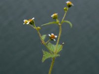 Galinsoga quadriradiata 10, Harig knopkruid, Saxifraga-Ed Stikvoort