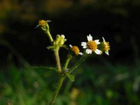 Galinsoga quadriradiata 11, Harig knopkruid, Saxifraga-Ed Stikvoort