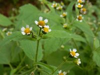 Galinsoga quadriradiata 16, Harig knopkruid, Saxifraga-Ed Stikvoort