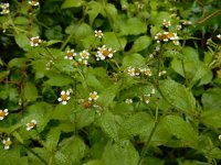 Galinsoga quadriradiata 18, Harig knopkruid, Saxifraga-Ed Stikvoort