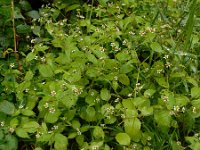 Galinsoga quadriradiata 19, Harig knopkruid, Saxifraga-Ed Stikvoort