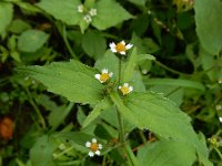 Galinsoga quadriradiata 21, Harig knopkruid, Saxifraga-Ed Stikvoort