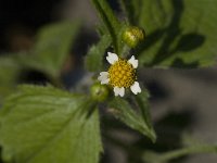 Galinsoga quadriradiata 3, Harig Knopkruid, Saxifraga-Jan van der Straaten