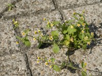 Galinsoga quadriradiata 4, Harig knopkruid, Saxifraga-Jan van der Straaten