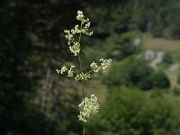 Galium album ssp album 4, Saxifraga-Marijke Verhagen