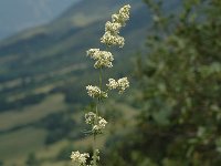 Galium album ssp album 5, Saxifraga-Marijke Verhagen