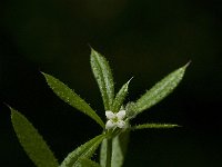 Galium aparine 5, Kleefkruid, Saxifraga-Willem van Kruijsbergen