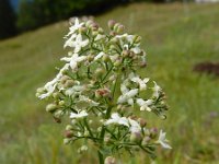 Galium boreale 10, Noords walstro, Saxifraga-Ed Stikvoort