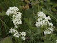 Galium boreale 14, Noords walstro, Saxifraga-Willem van Kruijsbergen