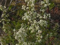 Galium boreale 2, Noords walstro, Saxifraga-Jan van der Straaten