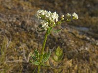 Galium boreale 3, Noords walstro, Saxifraga-Jan van der Straaten