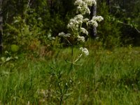 Galium boreale 4, Noords walstro, Saxifraga-Ed Stikvoort