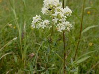 Galium boreale 9, Noords walstro, Saxifraga-Ed Stikvoort