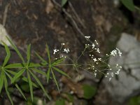 Galium laevigatum 2, Saxifraga-Willem van Kruijsbergen