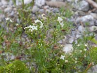 Galium lucidum 2, Saxifraga-Ed Stikvoort