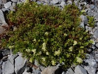 Galium megalospermum 3, Saxifraga-Ed Stikvoort