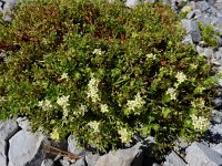 Galium megalospermum 5, Saxifraga-Ed Stikvoort