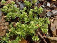 Galium megalospermum 6, Saxifraga-Ed Stikvoort