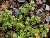 Galium megalospermum 7, Saxifraga-Ed Stikvoort